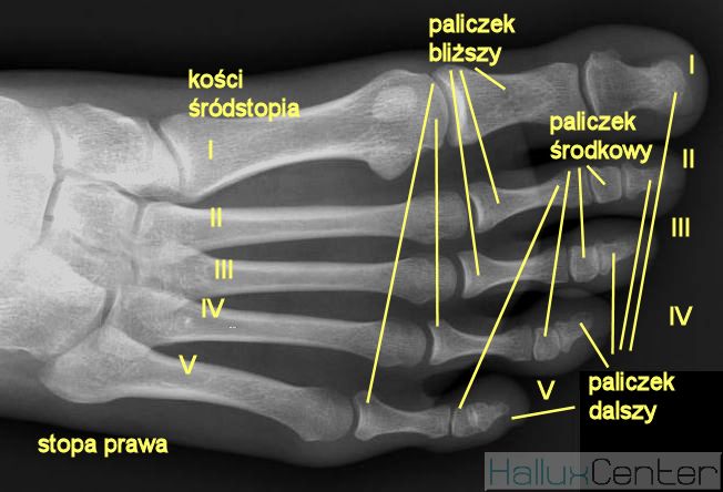 anatomia stopy